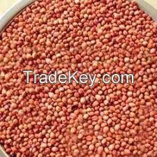 Good Quality Sorghum