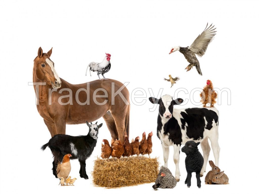 ANIMAL FEED