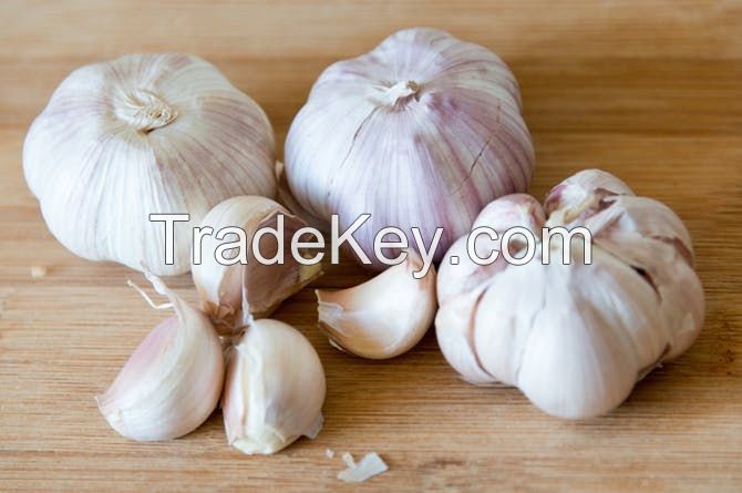 fresh garlic