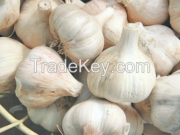 fresh garlic