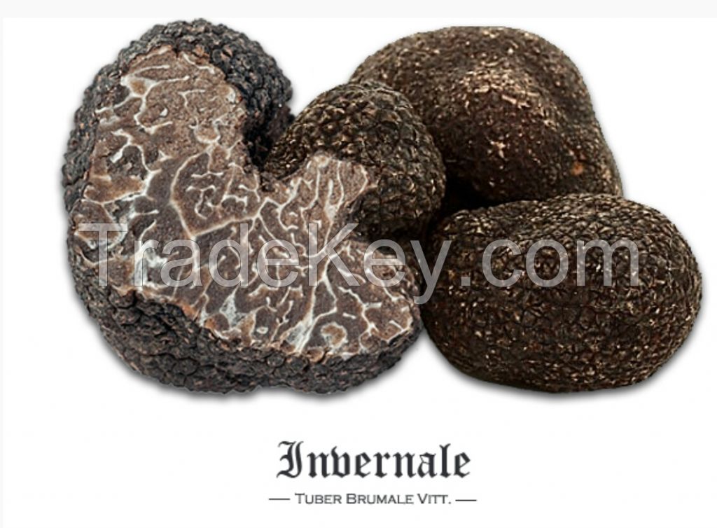 Fresh Black Winter Truffle (tuber Brumale/ Invernale)