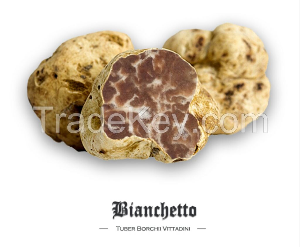 Fresh Spring White Truffle (tuber Borchii Vittadini)