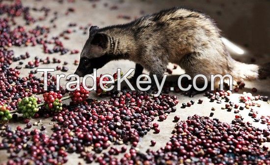 Sell LUWAK ROASTED COFFEE BEANS - Viet Deli Coffee Co., Ltd