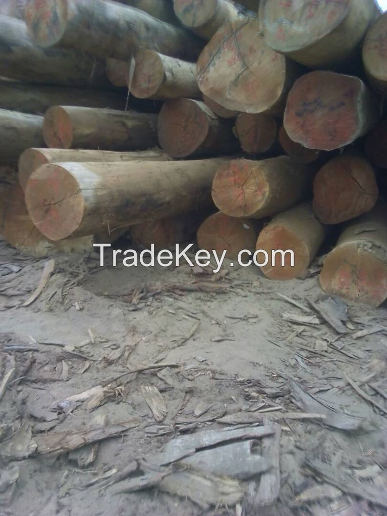 Tropical Timber: OkoumÃ©