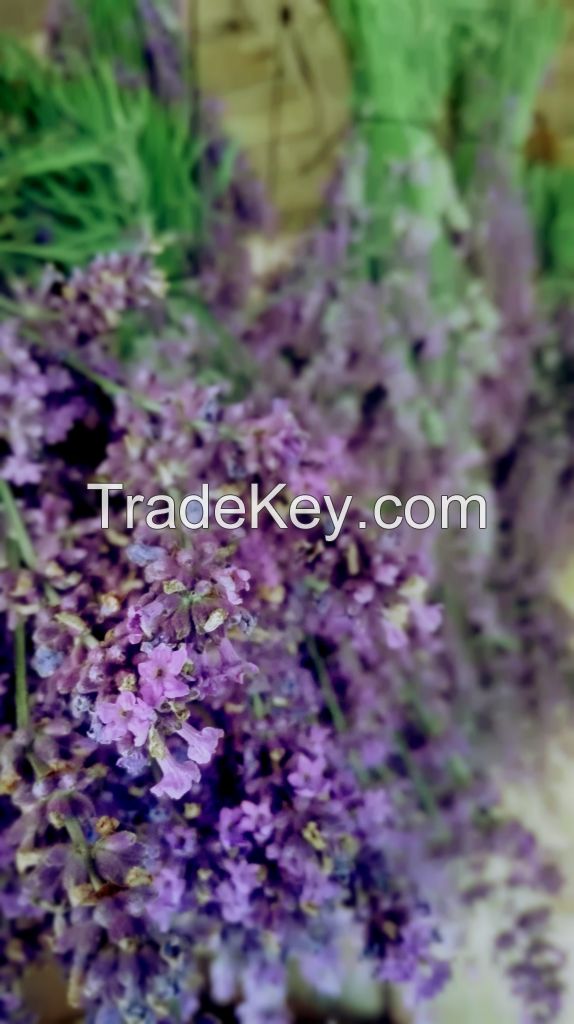 Lavender Organic Oil