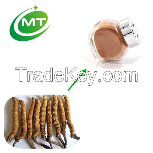 100% pure natural best quality Cordyceps Extract
