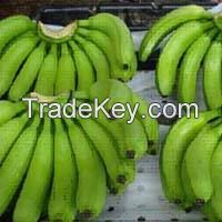 Cavendish banana 