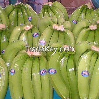 Cavendish banana 