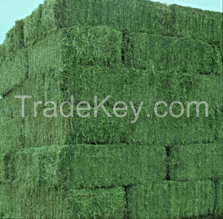 Alfalfa Bales