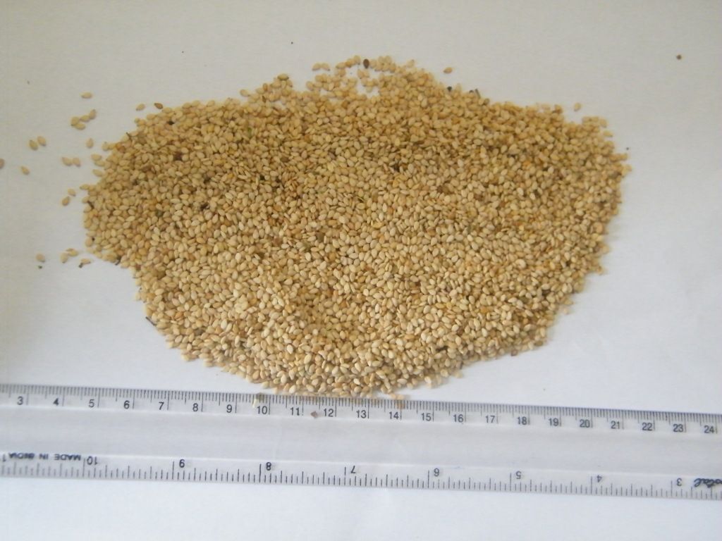 SESAME SEEDS