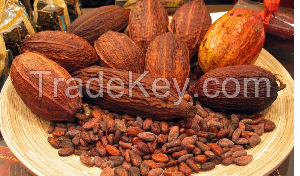 High Quality Dried Raw Natural Cocoa Beans - hot sale