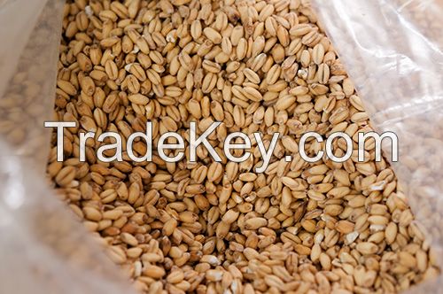 Wheat, Barley, Long Grain Wheat grains For Sale at great rates
