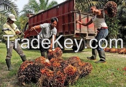 Palm Oil supply