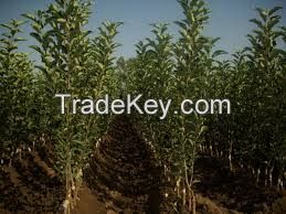 Fruit Trees