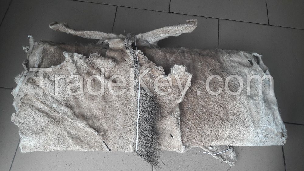 Dry And Wet Salted Donkey Hides/Wet Salted Donkey Skin.