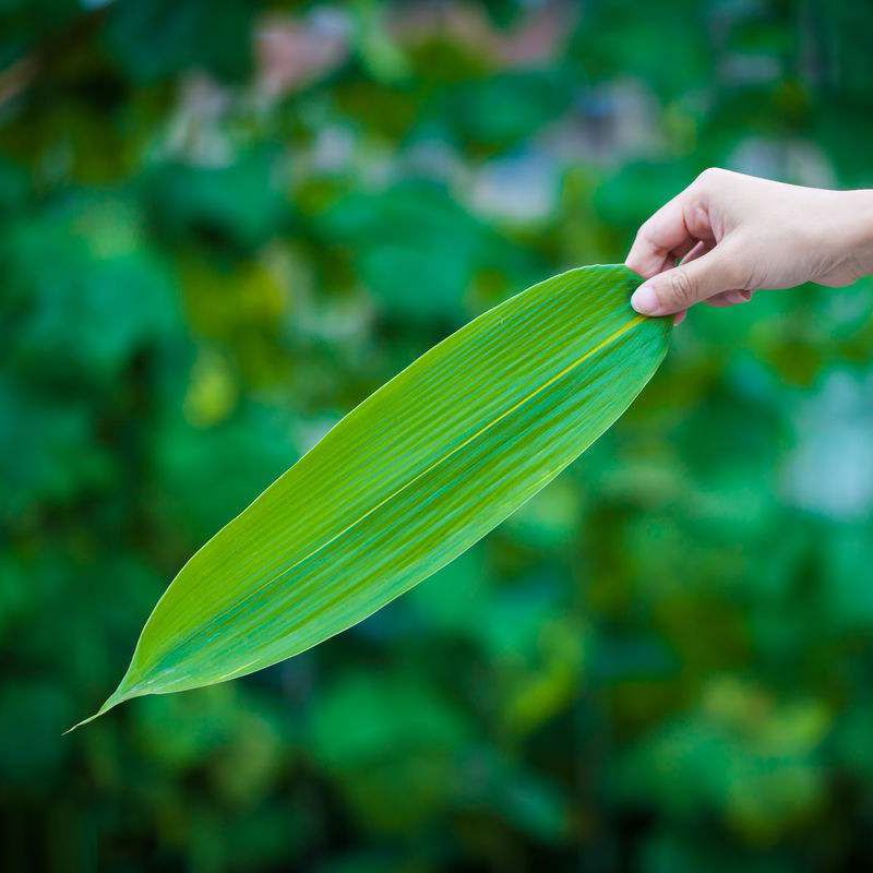 Pure natural indocalamus leaves /bamboo leaves