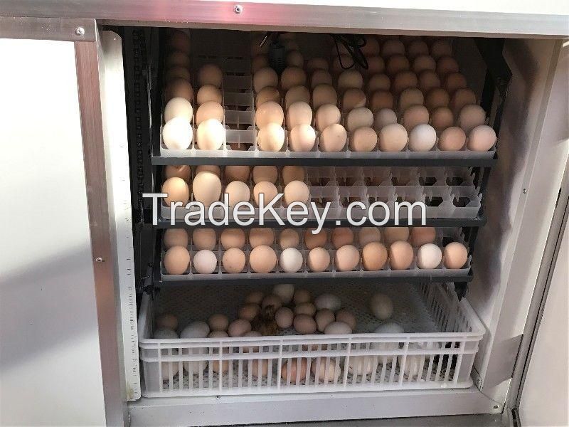 Quality Chickens and Fertile eggs for sale