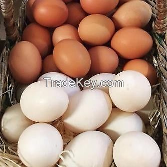 Fresh chicken brown and white table eggs