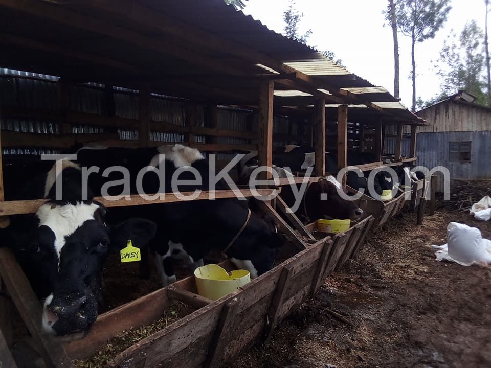 Healthy Mature cattle's 