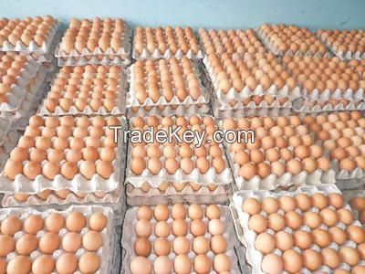 Quality Chickens and Fertile eggs for sale