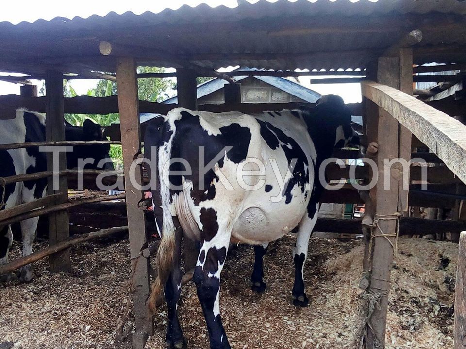 Very Healthy Pregnant Cow For Sale.