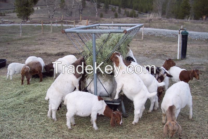 Boer Goats, Live Sheep, and Cows,Cattle, Lambs for sale