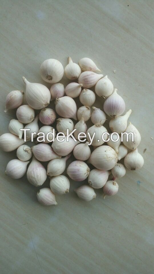 Single Clove Garlic (Solo Garlic)
