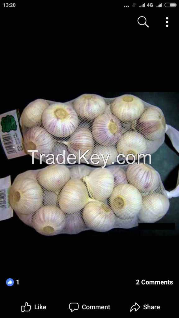 Single Clove Garlic (Solo Garlic)