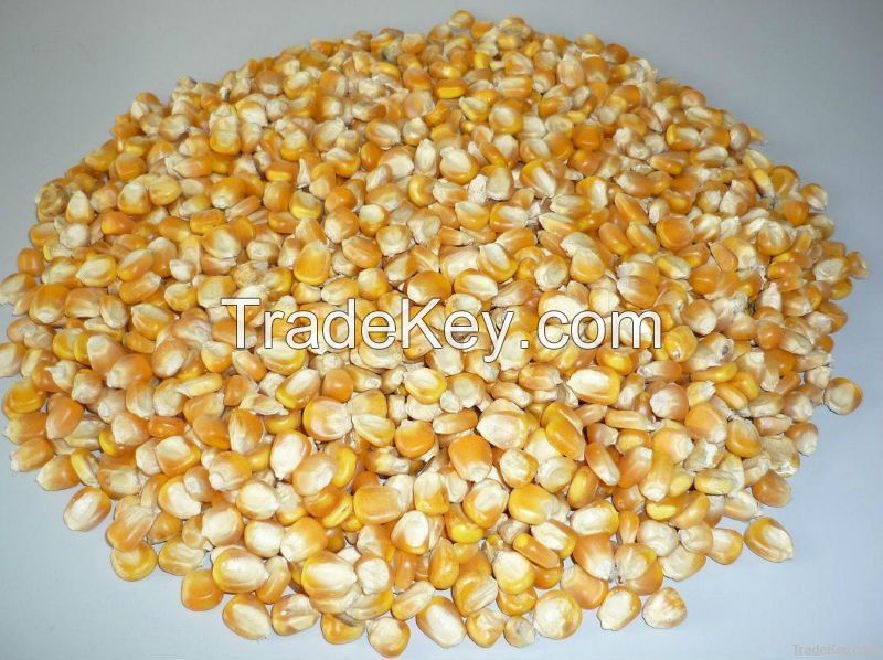 Best quality Non GMO yellow corn maize