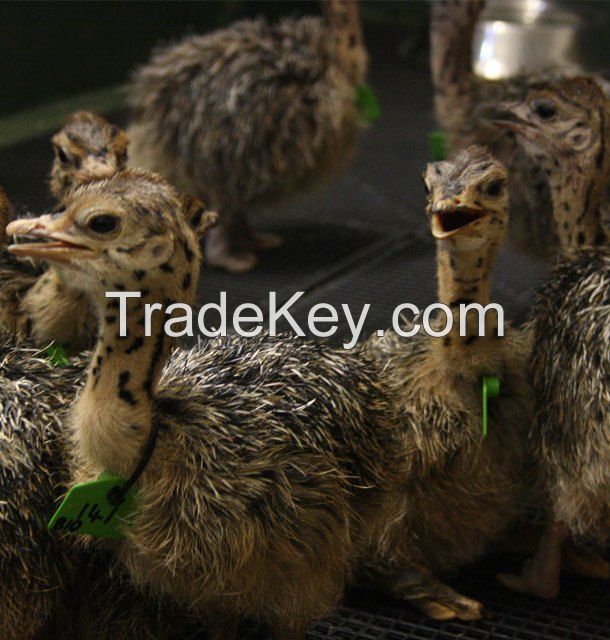 Ostrich Chicks. Live Ostrich birds, Ostrich Eggs, Fertile eggs, day old chicks, Chicken table eggs, Chicken fertile eggs, Frozen chicken