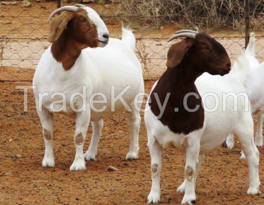 Boer Goats, live sheep &amp; Live Goats, Dorpers, Kalahari Reds, Saanen, Merinos &amp; cattle, Sheep &amp; beef slaughter and fattening bulls