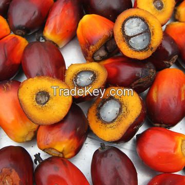 Palm Oil/Refined Palm Oil/ Crude Palm Oil 100% Refined Palm oil