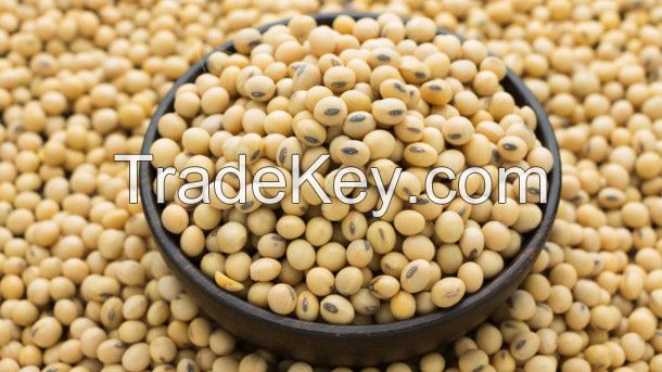 Good Quality Soyabean Seeds for Sale