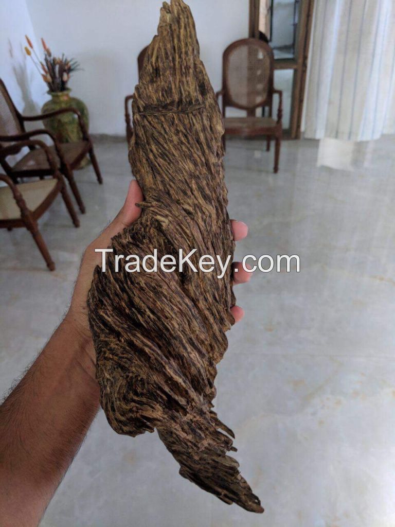 Agarwood