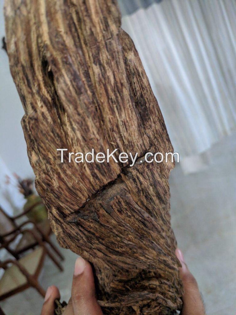 Agarwood