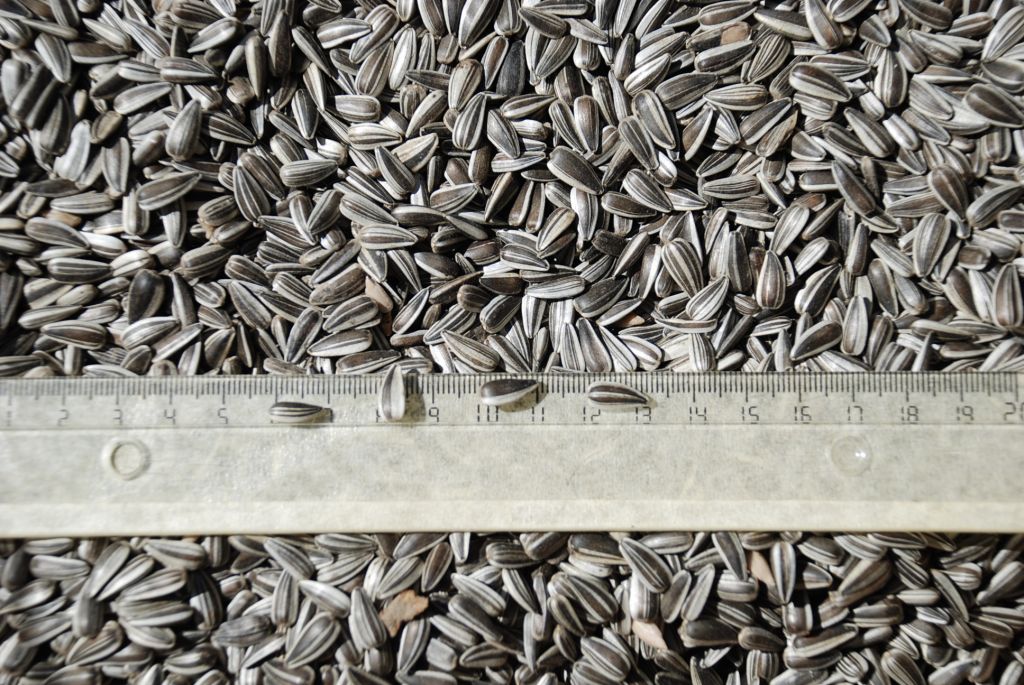 Striped sunflower seeds