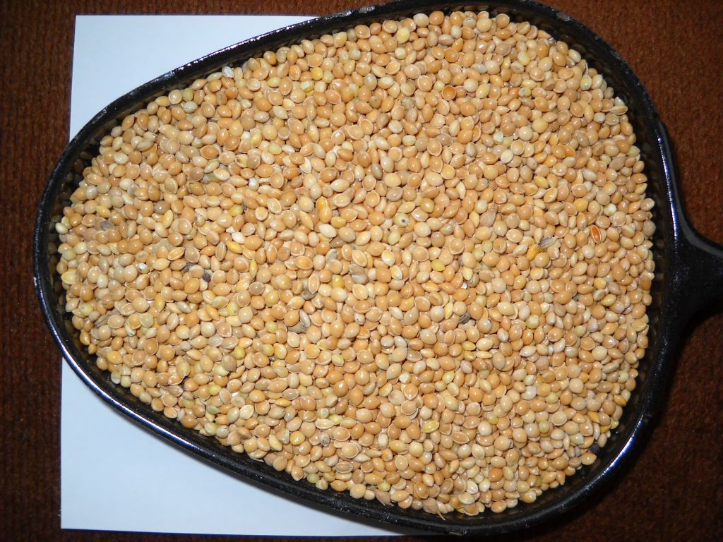 yellow millet