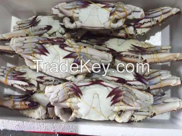 Blue Swimming crab new