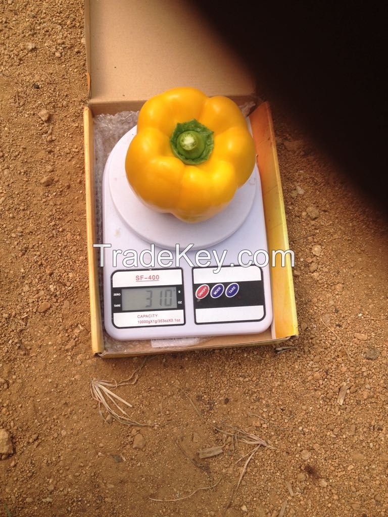 Yellow/red/colour Capsicum