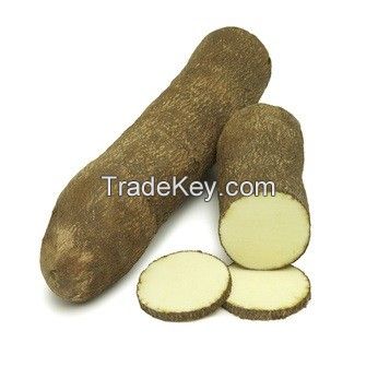 Tropical Yam from Africa
