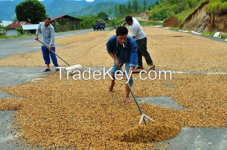 Indonesia Arabica Bajawa Green Coffee Beans from Nusa Tenggara Timur