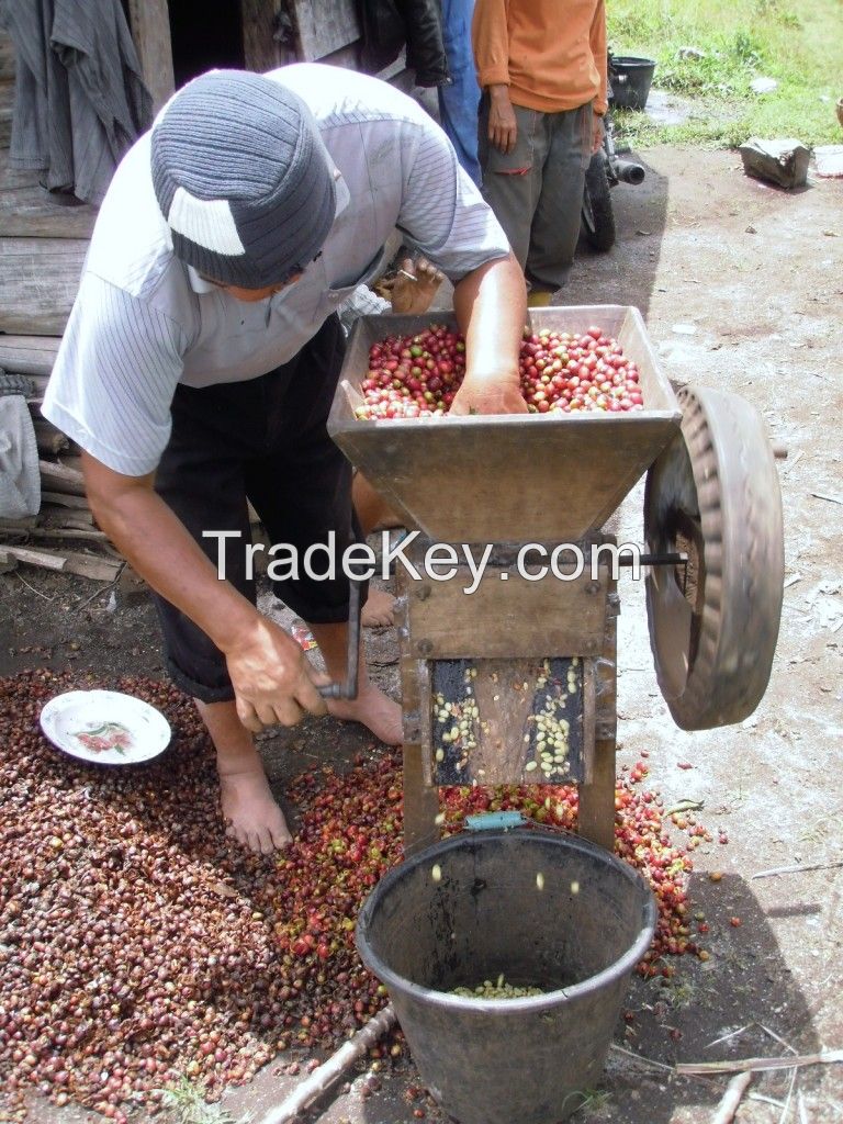 Arabica Specialty Green Beans / green bean Bajawa Nusa Tenggara Timur Indonesia