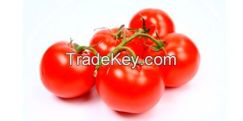 tomaten holland paprika tomatoes groente (no cherry  !!)