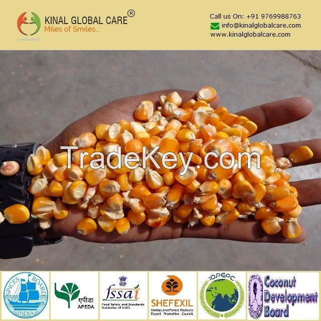 Best Quality Indian Yellow Maize