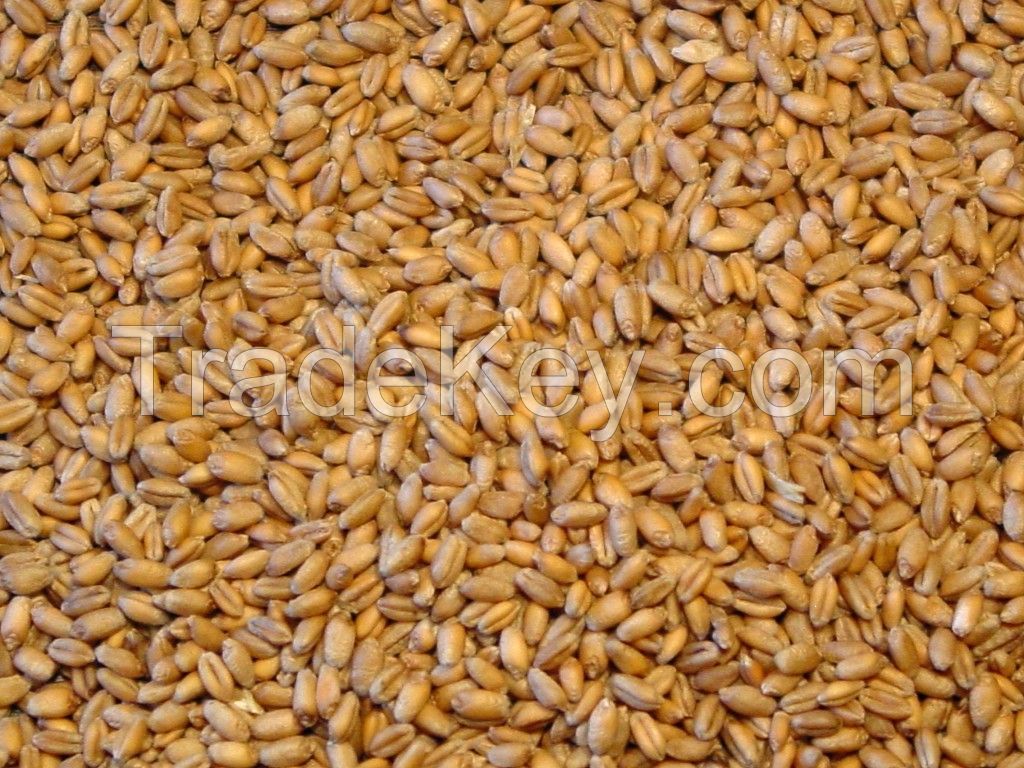 Wheat Crop