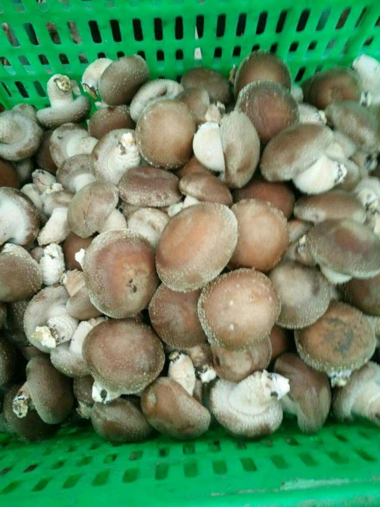 organic shiitake mushroom