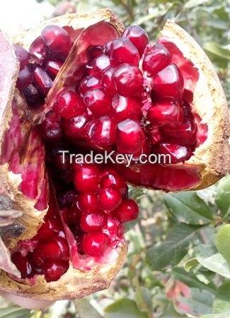 Best Red Pomegranate From India