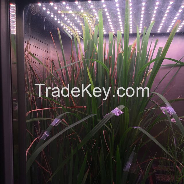 1200L Standard Moveable Plant Growth Chamber with High Intensity LED Lighting System for Transgenic Rice Indoor Growth