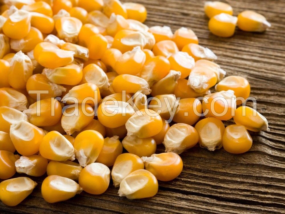 quality yellow corn