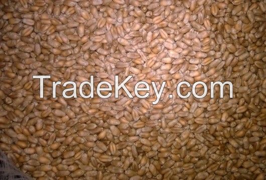 Wheat Grade 3 for human consumption